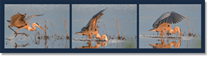 Example of story told with multiple photos - Koziol's Heron catching a Fish